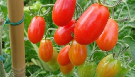 Dangote Farms start pilot hybrid tomatoes production project