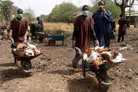 H5N1 bird flu hits 12th Nigerian State