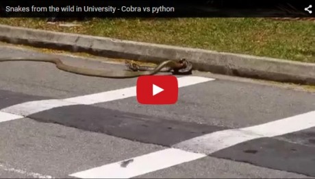 Cobra Vs Python