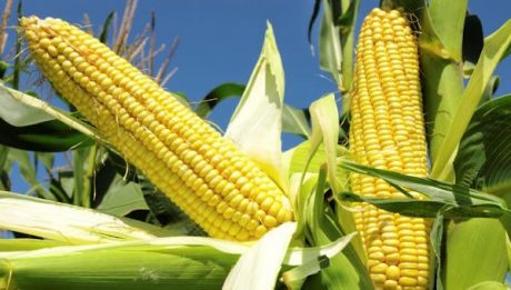 The Maize Farmers Association of Nigeria says production of the commodity increased from eight million tonnes to 20 million tonnes