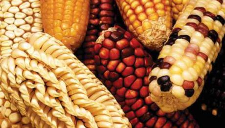 Nigerian agricultural seed agency unveils five-year plan