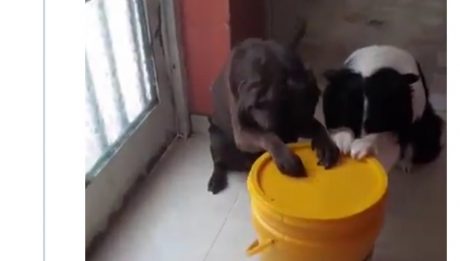 video of dogs "praying