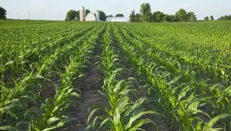 Nigeria bans foreigners from buying agric produce directly from farmers