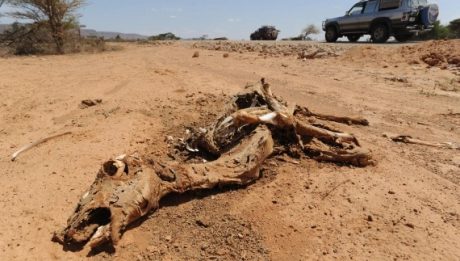 20 million risk starvation as Horn of Africa drought worsens