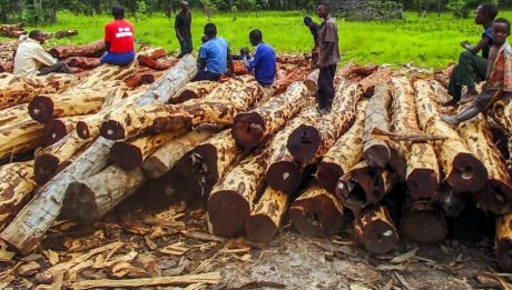 Smugglers carve a niche in Africa’s rare rosewood